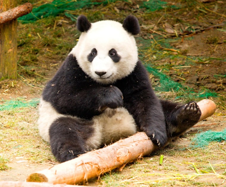 Giant pandas have low reproductive rates, and because they eat mostly certain species of bamboo, they are restricted to a diminishing geographic area in central China. There are an estimated 1,600 left in the wild.